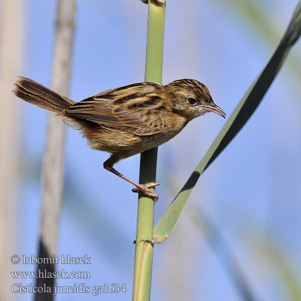 Κιστικόλη Fuinha-dos-juncos Landeryklopkloppie Yelpaze Kuyruk