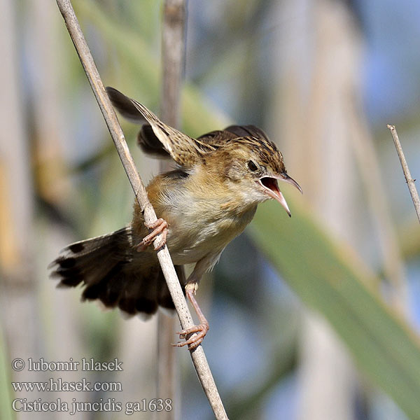 Cisticola juncidis ga1638