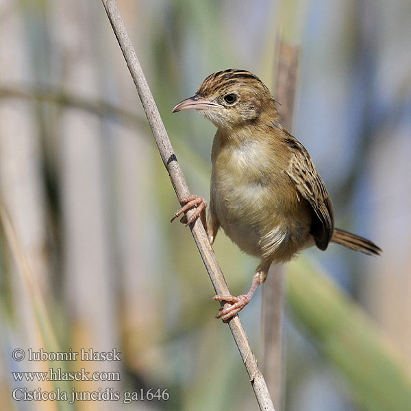 Cisticola juncidis ga1646