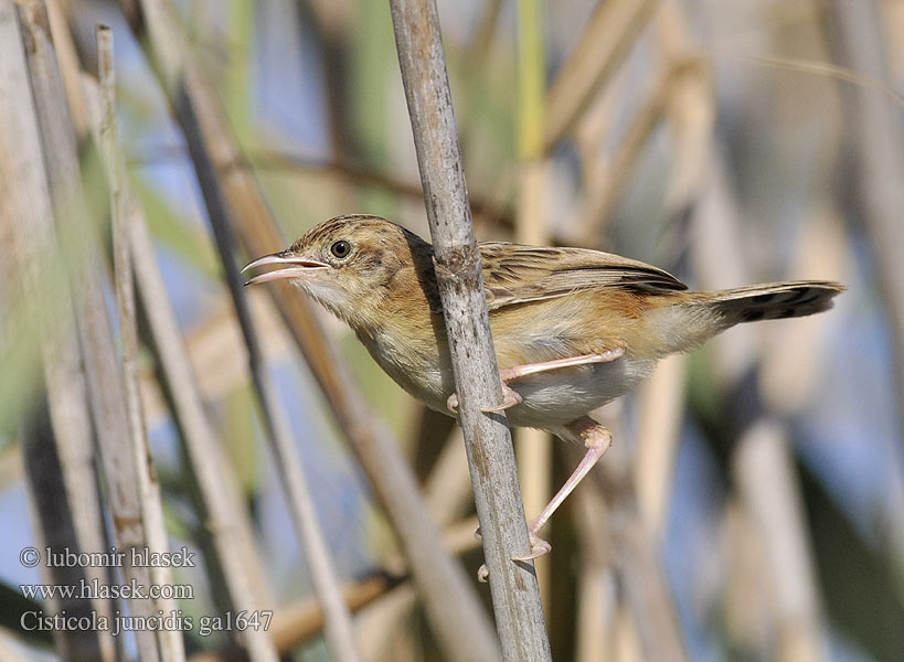 Cisticola juncidis ga1647