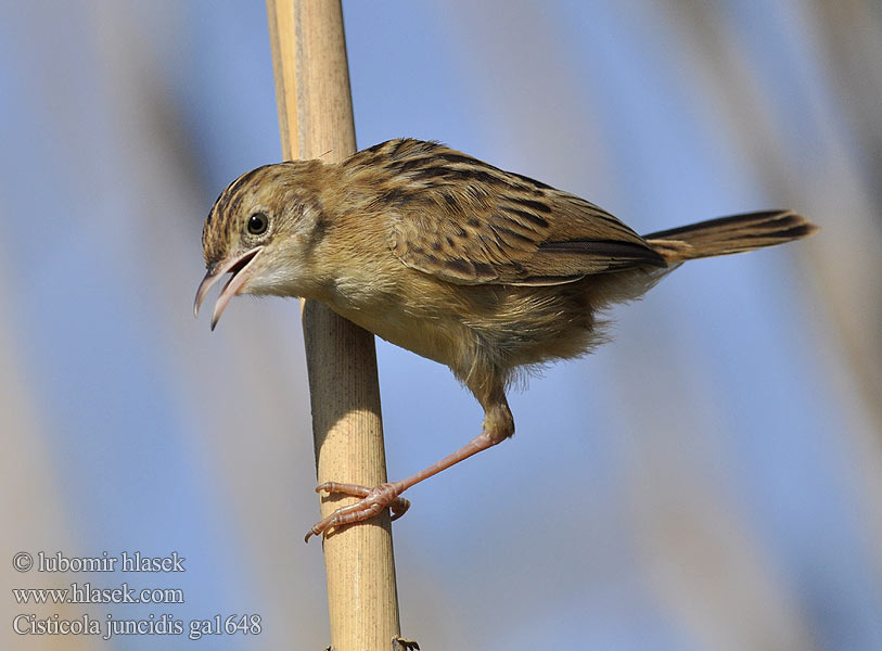 Cisticola juncidis ga1648