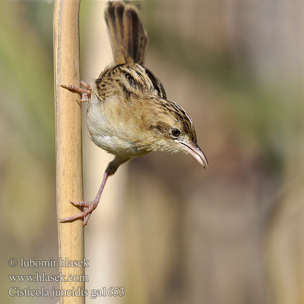 Cisticola juncidis ga1653