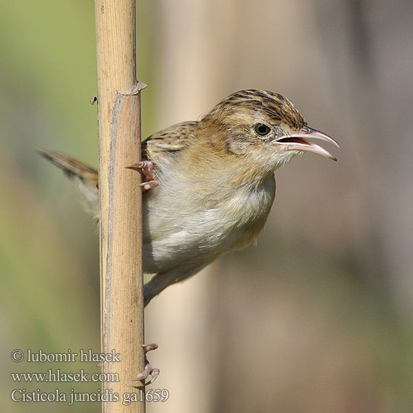 Cisticola juncidis ga1659