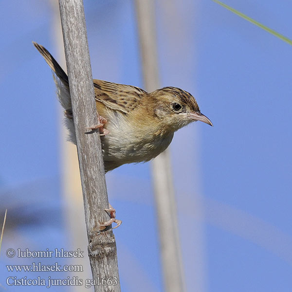 Cisticola juncidis ga1663