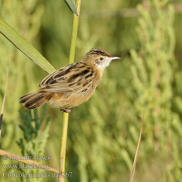 Cisticola juncidis ga1867