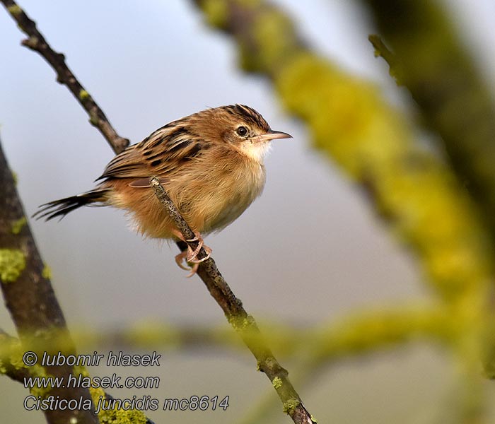 Цистикола золотистая Cistovníkovec ryšavý Cisticola juncidis