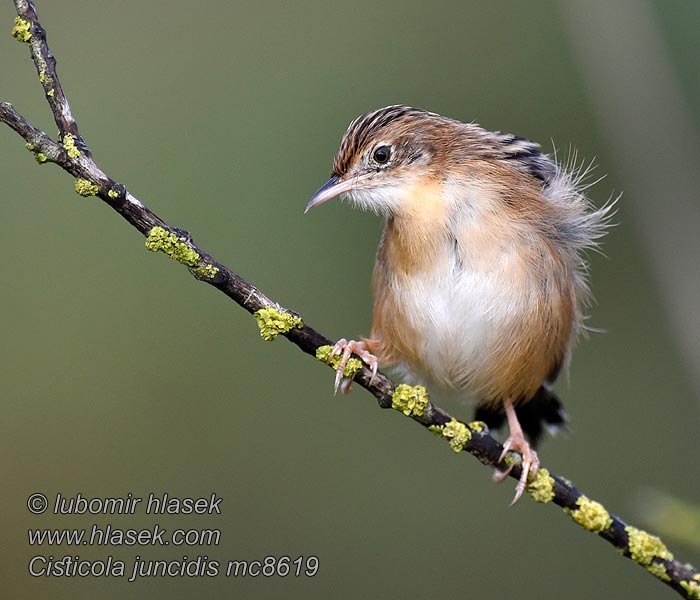 Chwastówka zwyczajna Cisticola juncidis