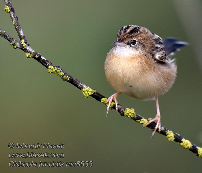 Cistovník rákosníkovitý Cisticola juncidis