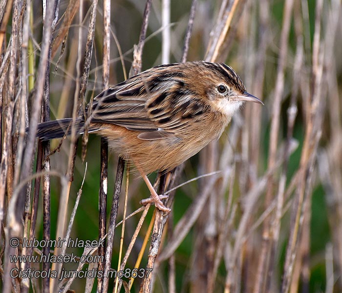 Buitrón Ibérico Cisticola juncidis