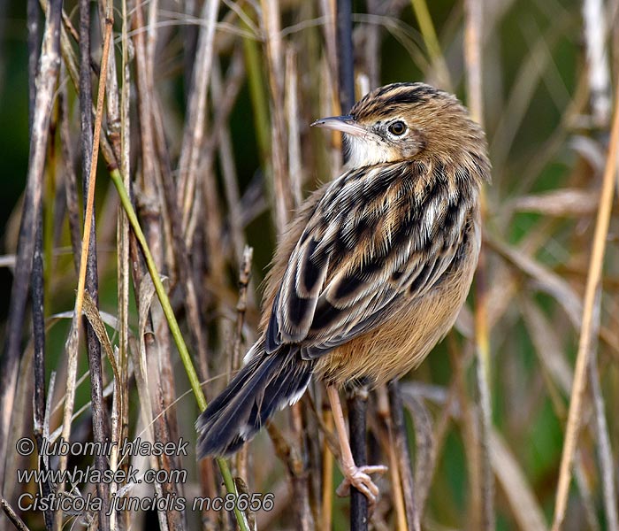 Cisticole joncs Cisticola juncidis