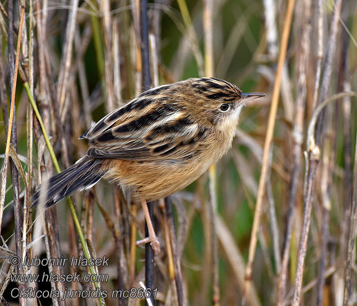 Cistensänger Cisticola juncidis