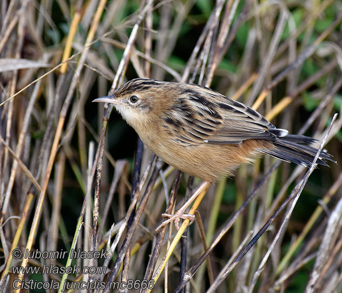 Zitting Cisticola Fan-tailed Streaked Warbler Cisticola juncidis