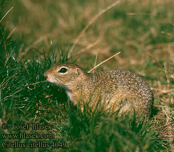 Citellus citellus Spermophilus Gemeines Ziesel Europäischer Sysel obecný polní Suseł moręgowany Syseľ obyčajný pasienkový Siesel Közönséges ürge Лалугер European souslik Ground Squirrel Spermophilus citellus Siiseli Souslik Europe Pilkasis staras Popândău Суслик европейский Sisel Tekunica Citello Gelengi Ховрах європейський