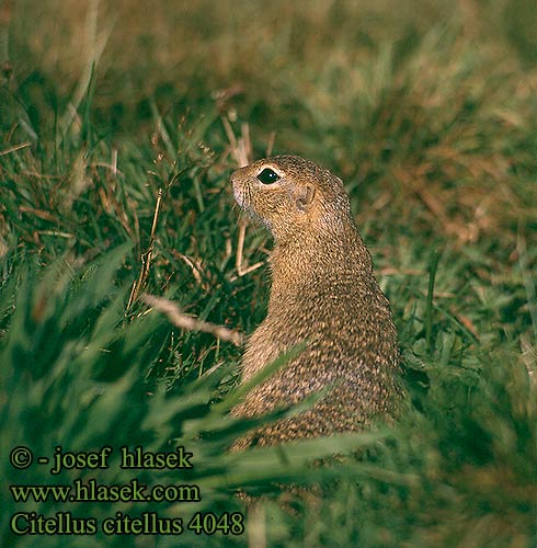 Sysel obecný polní Suseł moręgowany Syseľ obyčajný pasienkový Siesel Közönséges ürge Лалугер European souslik Ground Squirrel Spermophilus citellus Siiseli Souslik Europe Pilkasis staras Popândău Суслик европейский Sisel Tekunica Citello Gelengi Ховрах європейський Citellus citellus Spermophilus Gemeines Ziesel Europäischer