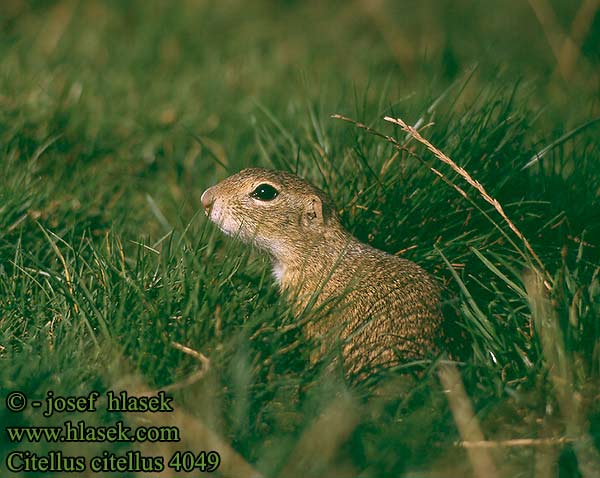 Siesel Közönséges ürge Лалугер European souslik Ground Squirrel Spermophilus citellus Siiseli Souslik Europe Pilkasis staras Popândău Суслик европейский Sisel Tekunica Citello Gelengi Ховрах європейський Citellus citellus Spermophilus Gemeines Ziesel Europäischer Sysel obecný polní Suseł moręgowany Syseľ obyčajný pasienkový