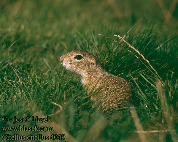 Siesel Közönséges ürge Лалугер European souslik Ground Squirrel Spermophilus citellus Siiseli Souslik Europe Pilkasis staras Popândău Суслик европейский Sisel Tekunica Citello Gelengi Ховрах європейський Citellus citellus Spermophilus Gemeines Ziesel Europäischer Sysel obecný polní Suseł moręgowany Syseľ obyčajný pasienkový