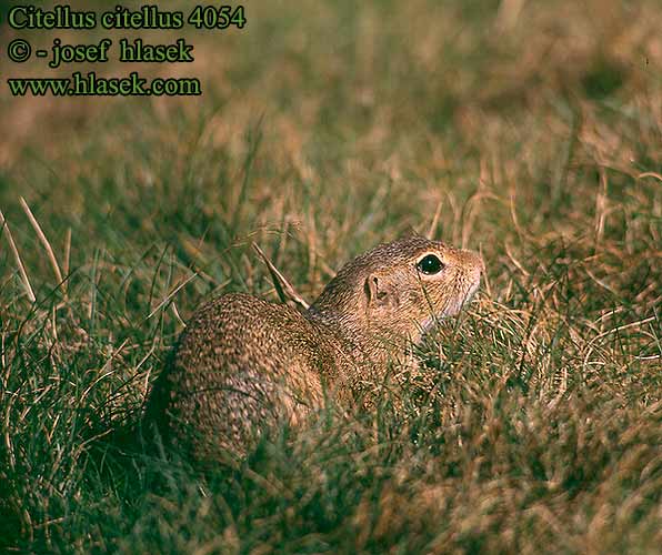 Spermophilus citellus Siiseli Souslik Europe Pilkasis staras Popândău Суслик европейский Sisel Tekunica Citello Gelengi Ховрах європейський Citellus citellus Spermophilus Gemeines Ziesel Europäischer Sysel obecný polní Suseł moręgowany Syseľ obyčajný pasienkový Siesel Közönséges ürge Лалугер European souslik Ground Squirrel