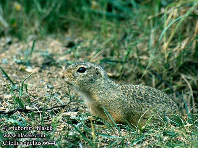 Суслик европейский Sisel Tekunica Citello Gelengi Ховрах європейський Citellus citellus Spermophilus Gemeines Ziesel Europäischer Sysel obecný polní Suseł moręgowany Syseľ obyčajný pasienkový Siesel Közönséges ürge Лалугер European souslik Ground Squirrel Siiseli Souslik Europe Pilkasis staras Popândău