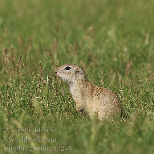 Spermophilus Citellus citellus Gemeines Ziesel Europäischer Sysel obecný polní Suseł moręgowany Syseľ obyčajný pasienkový Siesel Közönséges ürge Лалугер European souslik Ground Squirrel Siiseli Souslik Europe Pilkasis staras Popândău Суслик европейский Sisel Tekunica Citello Gelengi Ховрах європейський