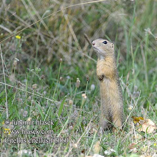 Gemeines Ziesel Europäischer Sysel obecný polní Suseł moręgowany Syseľ obyčajný pasienkový Siesel Közönséges ürge Лалугер European souslik Ground Squirrel Siiseli Souslik Europe Pilkasis staras Popândău Суслик европейский Sisel Tekunica Citello Gelengi Ховрах європейський Spermophilus Citellus citellus