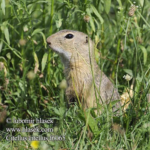 Sysel obecný polní Suseł moręgowany Syseľ obyčajný pasienkový Siesel Közönséges ürge Лалугер European souslik Ground Squirrel Siiseli Souslik Europe Pilkasis staras Popândău Суслик европейский Sisel Tekunica Citello Gelengi Ховрах європейський Spermophilus Citellus citellus Gemeines Ziesel Europäischer