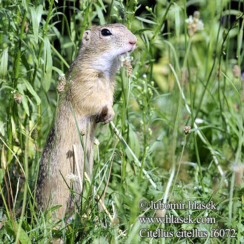 Suseł moręgowany Syseľ obyčajný pasienkový Siesel Közönséges ürge Лалугер European souslik Ground Squirrel Siiseli Souslik Europe Pilkasis staras Popândău Суслик европейский Sisel Tekunica Citello Gelengi Ховрах європейський Spermophilus Citellus citellus Gemeines Ziesel Europäischer Sysel obecný polní