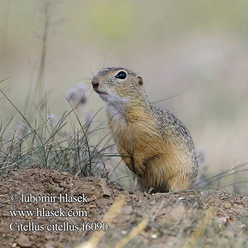 Syseľ obyčajný pasienkový Siesel Közönséges ürge Лалугер European souslik Ground Squirrel Siiseli Souslik Europe Pilkasis staras Popândău Суслик европейский Sisel Tekunica Citello Gelengi Ховрах європейський Spermophilus Citellus citellus Gemeines Ziesel Europäischer Sysel obecný polní Suseł moręgowany