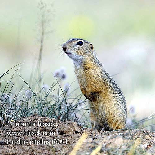 Közönséges ürge Лалугер European souslik Ground Squirrel Siiseli Souslik Europe Pilkasis staras Popândău Суслик европейский Sisel Tekunica Citello Gelengi Ховрах європейський Spermophilus Citellus citellus Gemeines Ziesel Europäischer Sysel obecný polní Suseł moręgowany Syseľ obyčajný pasienkový Siesel