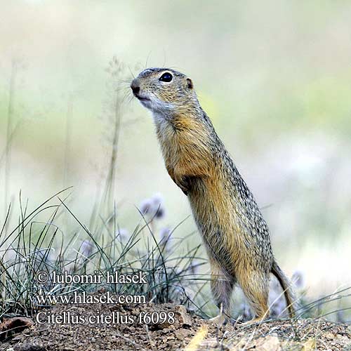 European souslik Ground Squirrel Siiseli Souslik Europe Pilkasis staras Popândău Суслик европейский Sisel Tekunica Citello Gelengi Ховрах європейський Spermophilus Citellus citellus Gemeines Ziesel Europäischer Sysel obecný polní Suseł moręgowany Syseľ obyčajný pasienkový Siesel Közönséges ürge Лалугер