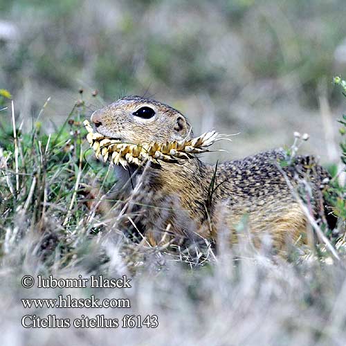 Popândău Суслик европейский Sisel Tekunica Citello Gelengi Ховрах європейський Spermophilus Citellus citellus Gemeines Ziesel Europäischer Sysel obecný polní Suseł moręgowany Syseľ obyčajný pasienkový Siesel Közönséges ürge Лалугер European souslik Ground Squirrel Siiseli Souslik Europe Pilkasis staras