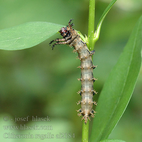 Citheronia regalis Regal moth Royal Walnut Hickory-Horned Devil Gehoornde Hickoryduivel
