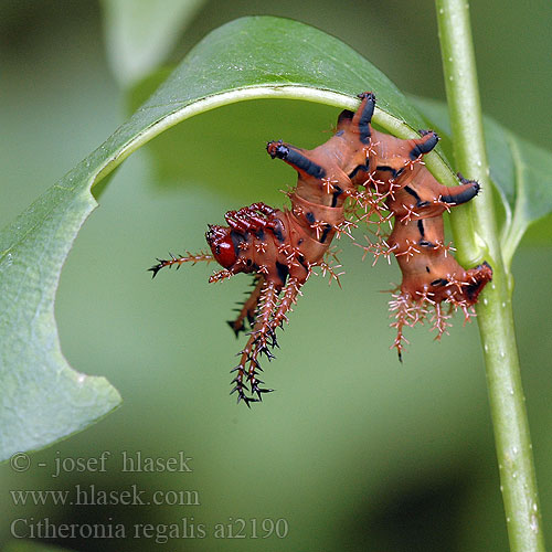 Citheronia regalis Gehoornde Hickoryduivel Regal moth Royal Walnut Hickory-Horned Devil