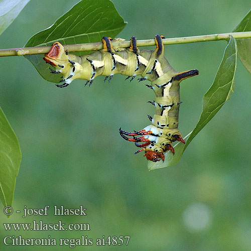 Citheronia regalis Gehoornde Hickoryduivel Regal moth Royal Walnut Hickory-Horned Devil