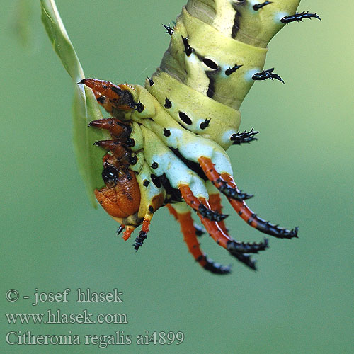 Citheronia regalis Gehoornde Hickoryduivel Regal moth Royal Walnut Hickory-Horned Devil