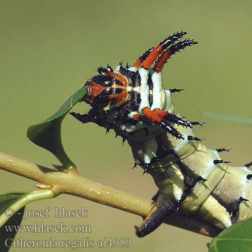 Citheronia regalis Gehoornde Hickoryduivel Regal moth Royal Walnut Hickory-Horned Devil