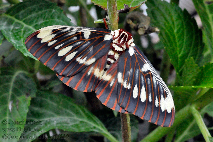 Citheronia splendens Splendid Royal Moth