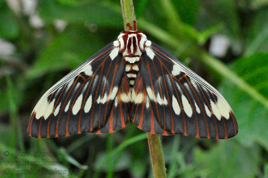 Citheronia splendens Splendid Royal Moth