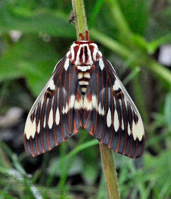 Splendid Royal Moth Citheronia splendens