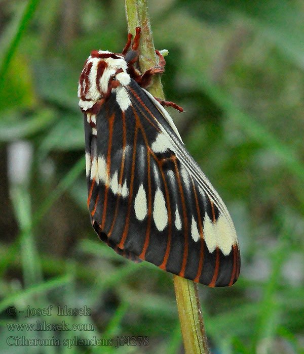 Citheronia splendens