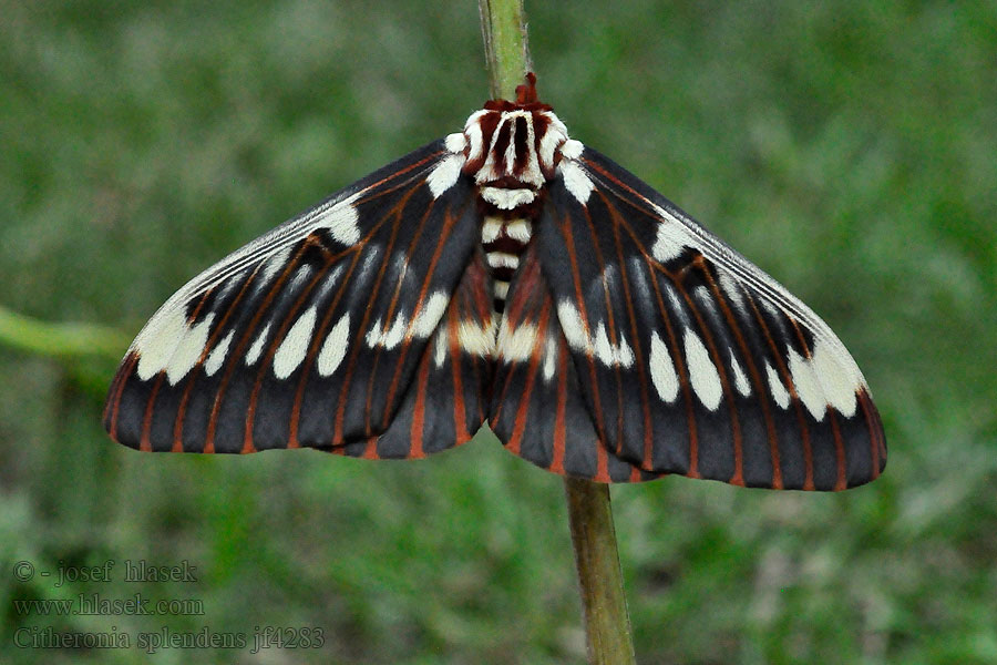 Citheronia splendens Splendid Royal Moth