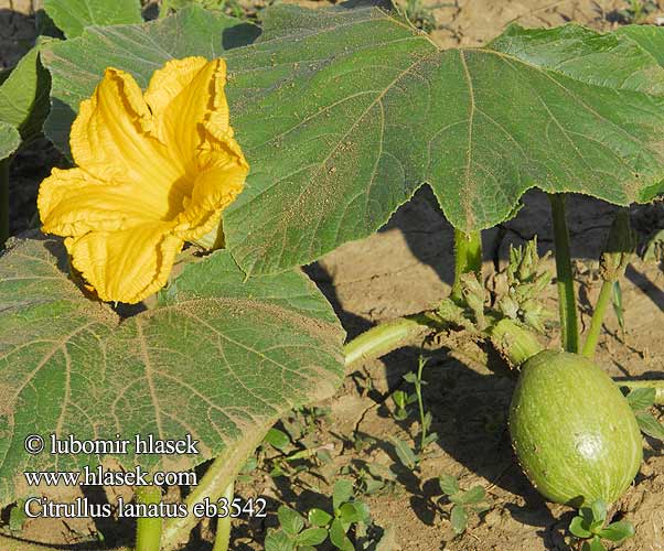 西瓜 Кавун Karpuz Vattenmelon Лубеница Lubenica పుచ్చ Арбуз обыкновенный