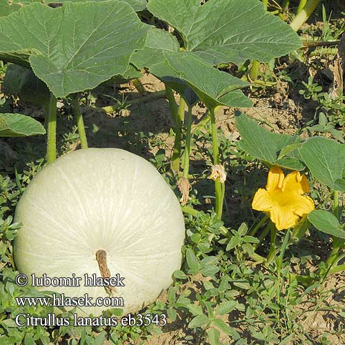 Melancia Arbuz zwyczajny Kawon Vannmelon Watermeloen Pokok Tembikai