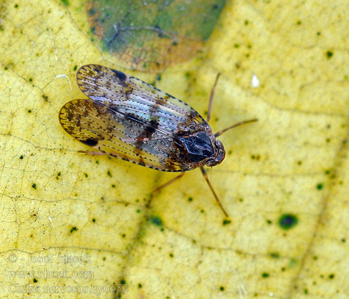 Cixius nervosus Žilnatka rakytová Cixius sur Ortie