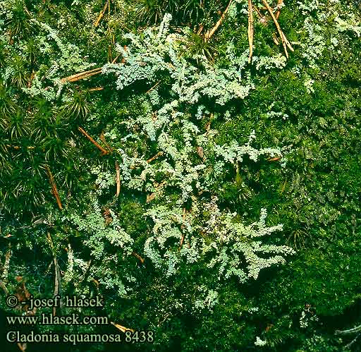 Cladonia squamosa