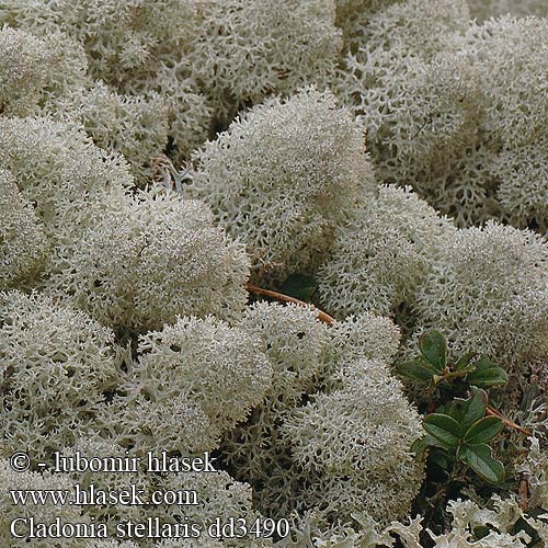 Cladonia stellaris Cladina alpestris Dutohlávka horská