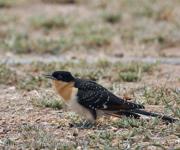 Clamator glandarius Great Spotted Cuckoo Kukačka chocholatá