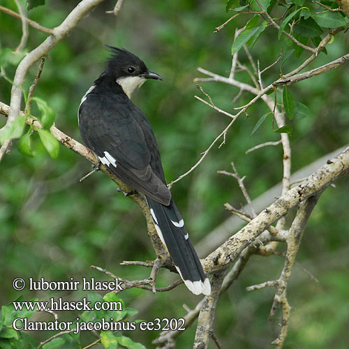 Clamator jacobinus Pied Cuckoo Jacobin Kukačka černobílá