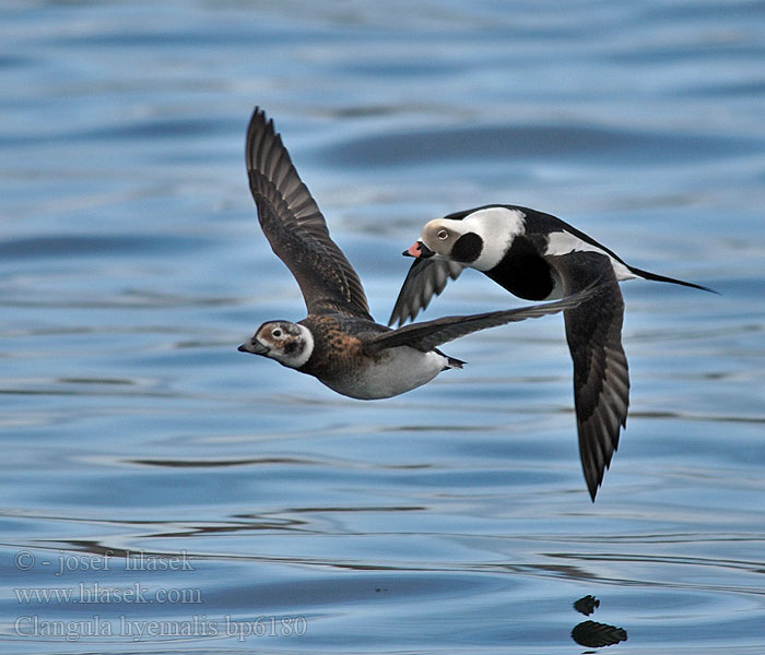 Clangula hyemalis Hoholka lední Eisente Long-tailed Duck Havlit