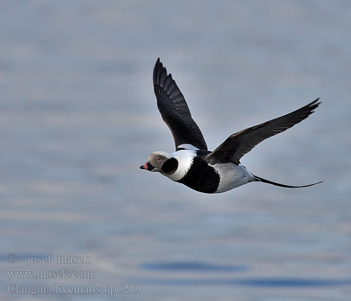 Clangula hyemalis Hoholka lední Eisente Long-tailed Duck Havlit