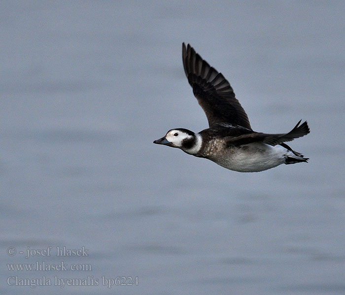 Clangula hyemalis Hoholka lední Eisente Long-tailed Duck Havlit